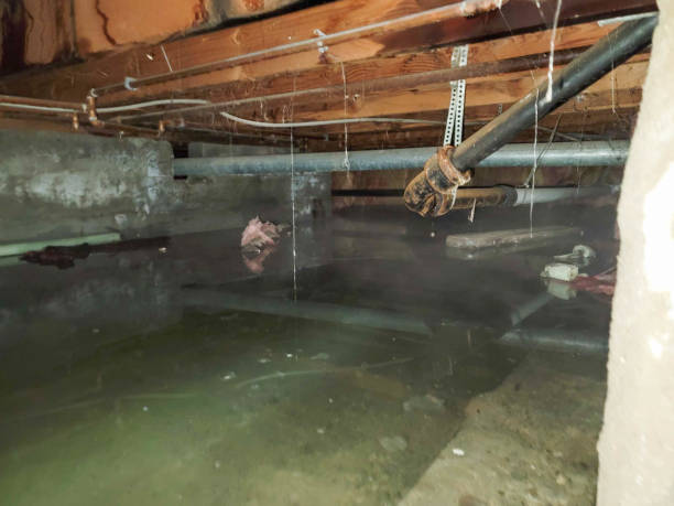 Best Water damage cleanup near me  in Flushing, MI