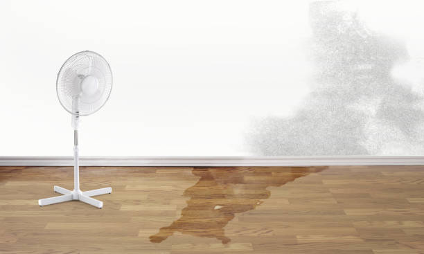Best Water damage restoration near me  in Flushing, MI