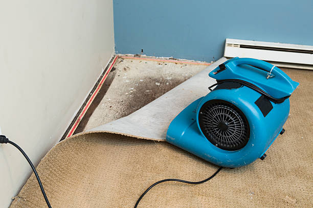 Best Local water damage restoration  in Flushing, MI